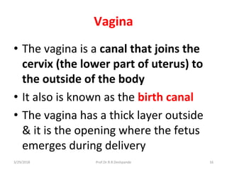 Vagina
• The vagina is a canal that joins the
cervix (the lower part of uterus) to
the outside of the body
• It also is known as the birth canal
• The vagina has a thick layer outside
& it is the opening where the fetus
emerges during delivery
3/29/2018 16Prof.Dr.R.R.Deshpande
 