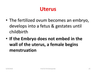 Uterus
• The fertilized ovum becomes an embryo,
develops into a fetus & gestates until
childbirth
• If the Embryo does not embed in the
wall of the uterus, a female begins
menstruation
3/29/2018 22Prof.Dr.R.R.Deshpande
 