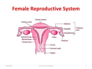 Female Reproductive System
3/29/2018 Prof.Dr.R.R.Deshpande 3
 