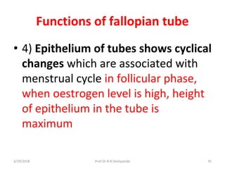 3/29/2018 Prof.Dr.R.R.Deshpande 35
Functions of fallopian tube
• 4) Epithelium of tubes shows cyclical
changes which are associated with
menstrual cycle in follicular phase,
when oestrogen level is high, height
of epithelium in the tube is
maximum
 