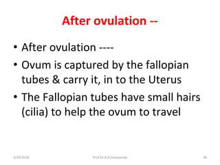 3/29/2018 Prof.Dr.R.R.Deshpande 38
After ovulation --
• After ovulation ----
• Ovum is captured by the fallopian
tubes & carry it, in to the Uterus
• The Fallopian tubes have small hairs
(cilia) to help the ovum to travel
 