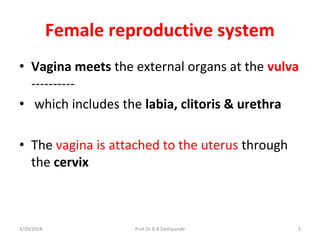 3/29/2018 Prof.Dr.R.R.Deshpande 5
Female reproductive system
• Vagina meets the external organs at the vulva
----------
• which includes the labia, clitoris & urethra
• The vagina is attached to the uterus through
the cervix
 