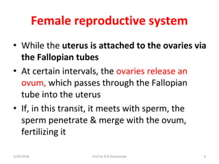 Female reproductive system
• While the uterus is attached to the ovaries via
the Fallopian tubes
• At certain intervals, the ovaries release an
ovum, which passes through the Fallopian
tube into the uterus
• If, in this transit, it meets with sperm, the
sperm penetrate & merge with the ovum,
fertilizing it
3/29/2018 6Prof.Dr.R.R.Deshpande
 