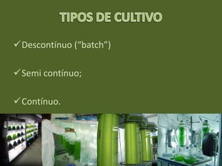 Descontínuo (“batch”)
Semi contínuo;
Contínuo.
 