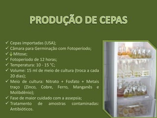  Cepas importadas (USA);
 Câmara para Germinação com Fotoperíodo;
 Mitose;
 Fotoperíodo de 12 horas;
 Temperatura: 10 - 15 °C;
 Volume: 15 ml de meio de cultura (troca a cada
20 dias);
 Meio de cultura: Nitrato + Fosfato + Metais
traço (Zinco, Cobre, Ferro, Manganês e
Molibdênio);
 Fase de maior cuidado com a assepsia;
 Tratamento de amostras contaminadas:
Antibióticos.
 