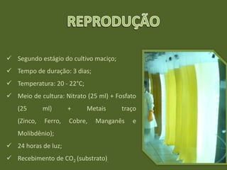  Segundo estágio do cultivo maciço;
 Tempo de duração: 3 dias;
 Temperatura: 20 - 22°C;
 Meio de cultura: Nitrato (25 ml) + Fosfato
(25 ml) + Metais traço
(Zinco, Ferro, Cobre, Manganês e
Molibdênio);
 24 horas de luz;
 Recebimento de CO2 (substrato).
 