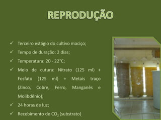  Terceiro estágio do cultivo maciço;
 Tempo de duração: 2 dias;
 Temperatura: 20 - 22°C;
 Meio de cutura: Nitrato (125 ml) +
Fosfato (125 ml) + Metais traço
(Zinco, Cobre, Ferro, Manganês e
Molibdênio);
 24 horas de luz;
 Recebimento de CO2 (substrato).
 