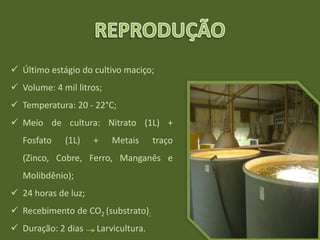  Último estágio do cultivo maciço;
 Volume: 4 mil litros;
 Temperatura: 20 - 22°C;
 Meio de cultura: Nitrato (1L) +
Fosfato (1L) + Metais traço
(Zinco, Cobre, Ferro, Manganês e
Molibdênio);
 24 horas de luz;
 Recebimento de CO2 (substrato);
 Duração: 2 dias Larvicultura.
 
