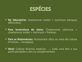  No laboratório: chaetoceros muller + isochrysis (tanques
diferentes);
 Para larvicultura da vieira: Chaetoceros calcitrans +
chaetoceros muller + isochrysis + Pavlova;
 Para as diatomáceas: Acrescentar sílica no meio de cultura
(Frústula Carapaça);
 Ideal: Cultivar diversas espécies Cada uma tem a sua
particularidade e elas se complementam.
 