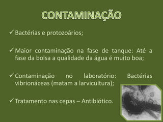 Bactérias e protozoários;
Maior contaminação na fase de tanque: Até a
fase da bolsa a qualidade da água é muito boa;
Contaminação no laboratório: Bactérias
vibrionáceas (matam a larvicultura);
Tratamento nas cepas – Antibiótico.
 