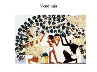 Vendimia
 