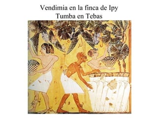 Vendimia en la finca de Ipy
Tumba en Tebas
 