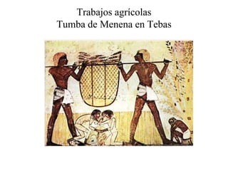 Trabajos agrícolas
Tumba de Menena en Tebas
 