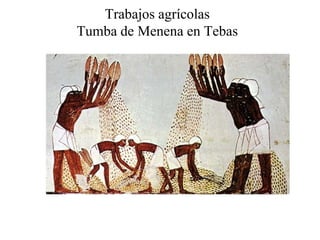 Trabajos agrícolas
Tumba de Menena en Tebas
 