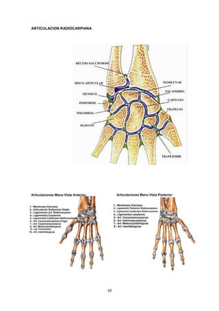 10
ARTICULACION RADIOCARPIANA
 