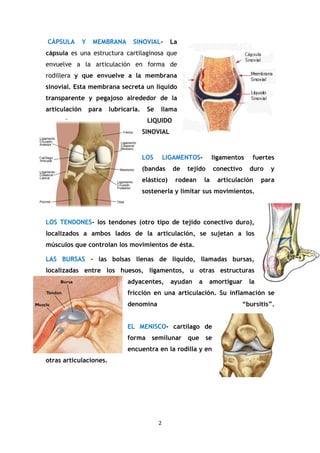 2
CÁPSULA Y MEMBRANA SINOVIAL- La
cápsula es una estructura cartilaginosa que
envuelve a la articulación en forma de
rodillera y que envuelve a la membrana
sinovial. Esta membrana secreta un líquido
transparente y pegajoso alrededor de la
articulación para lubricarla. Se llama
LIQUIDO
SINOVIAL
LOS LIGAMENTOS- ligamentos fuertes
(bandas de tejido conectivo duro y
elástico) rodean la articulación para
sostenerla y limitar sus movimientos.
LOS TENDONES- los tendones (otro tipo de tejido conectivo duro),
localizados a ambos lados de la articulación, se sujetan a los
músculos que controlan los movimientos de ésta.
LAS BURSAS - las bolsas llenas de líquido, llamadas bursas,
localizadas entre los huesos, ligamentos, u otras estructuras
adyacentes, ayudan a amortiguar la
fricción en una articulación. Su inflamación se
denomina “bursitis”.
EL MENISCO- cartílago de
forma semilunar que se
encuentra en la rodilla y en
otras articulaciones.
 