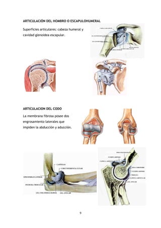 9
ARTICULACIÓN DEL HOMBRO O ESCAPULOHUMERAL
Superficies articulares: cabeza humeral y
cavidad glenoidea escapular.
ARTICULACION DEL CODO
La membrana fibrosa posee dos
engrosamiento laterales que
impiden la abducción y aducción.
 