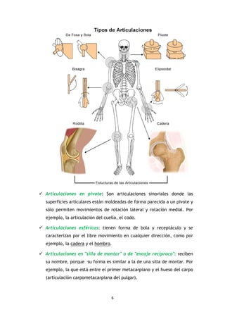 6
Articulaciones en pivote: Son articulaciones sinoviales donde las
superficies articulares están moldeadas de forma parecida a un pivote y
sólo permiten movimientos de rotación lateral y rotación medial. Por
ejemplo, la articulación del cuello, el codo.
Articulaciones esféricas: tienen forma de bola y receptáculo y se
caracterizan por el libre movimiento en cualquier dirección, como por
ejemplo, la cadera y el hombro.
Articulaciones en "silla de montar" o de "encaje recíproco": reciben
su nombre, porque su forma es similar a la de una silla de montar. Por
ejemplo, la que está entre el primer metacarpiano y el hueso del carpo
(articulación carpometacarpiana del pulgar).
 