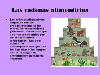 Las cadenas alimenticias
• Las cadenas alimenticias
  empiezan con los
  productores que se los
  comen los consumidores
  primarios herbívoros, que
  a su vez son comidos por
  los consumidores
  secundarios. También
  existen los
  descomponedores que son
  las bacterias y los hongos
  que se encargan de
  descomponer la materia
  orgánica.
 