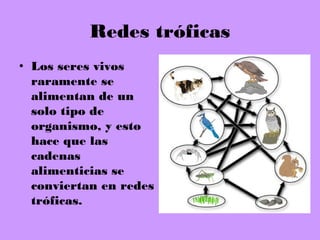 Redes tróficas
• Los seres vivos
  raramente se
  alimentan de un
  solo tipo de
  organismo, y esto
  hace que las
  cadenas
  alimenticias se
  conviertan en redes
  tróficas.
 