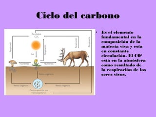Ciclo del carbono
• Es el elemento
fundamental en la
composición de la
materia viva y esta
en constante
circulación. El CO2
está en la atmósfera
como resultado de
la respiración de los
seres vivos.
 