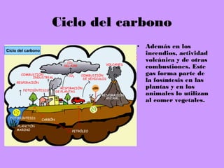Ciclo del carbono
• Además en los
incendios, actividad
volcánica y de otras
combustiones. Este
gas forma parte de
la fosíntesis en las
plantas y en los
animales lo utilizan
al comer vegetales.
 