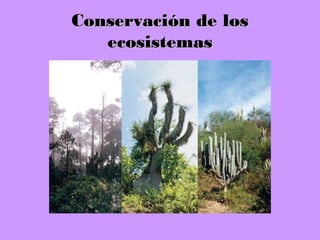 Conservación de losConservación de los
ecosistemasecosistemas
 