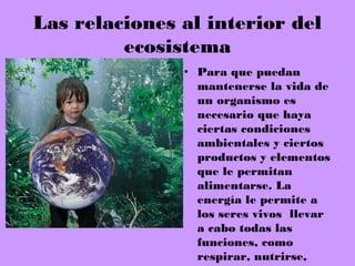 Las relaciones al interior del
ecosistema
• Para que puedan
mantenerse la vida de
un organismo es
necesario que haya
ciertas condiciones
ambientales y ciertos
productos y elementos
que le permitan
alimentarse. La
energía le permite a
los seres vivos llevar
a cabo todas las
funciones, como
respirar, nutrirse,
 