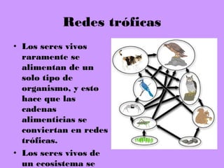 Redes tróficas
• Los seres vivos
raramente se
alimentan de un
solo tipo de
organismo, y esto
hace que las
cadenas
alimenticias se
conviertan en redes
tróficas.
• Los seres vivos de
un ecosistema se
 