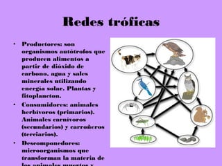 Redes tróficas
• Productores: son
organismos autótrofos que
producen alimentos a
partir de dióxido de
carbono, agua y sales
minerales utilizando
energía solar. Plantas y
fitoplancton.
• Consumidores: animales
herbívoros (primarios).
Animales carnívoros
(secundarios) y carroñeros
(terciarios).
• Descomponedores:
microorganismos que
transforman la materia de
 