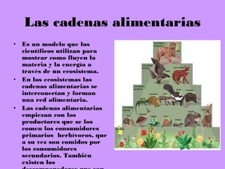 Las cadenas alimentarias
• Es un modelo que los
científicos utilizan para
mostrar como fluyen la
materia y la energía a
través de un ecosistema.
• En los ecosistemas las
cadenas alimentarias se
interconectan y forman
una red alimentaria.
• Las cadenas alimentarias
empiezan con los
productores que se los
comen los consumidores
primarios herbívoros, que
a su vez son comidos por
los consumidores
secundarios. También
existen los
 