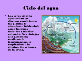 Ciclo del agua
• Los seres vivos la
aprovechan en
diversas condiciones,
las plantas la
absorben o bebiéndola
como hacemos
nosotros y muchos
animales. Se reintegra
a la atmósfera
mediante la
transpiración, la
respiración o la
eliminación a través
de la orina.
 