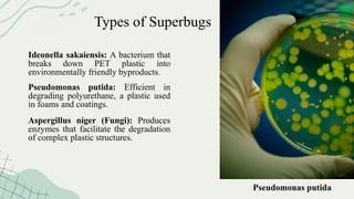 Types of Superbugs
Ideonella sakaiensis: A bacterium that
breaks down PET plastic into
environmentally friendly byproducts.
Pseudomonas putida: Efficient in
degrading polyurethane, a plastic used
in foams and coatings.
Aspergillus niger (Fungi): Produces
enzymes that facilitate the degradation
of complex plastic structures.
Pseudomonas putida
 