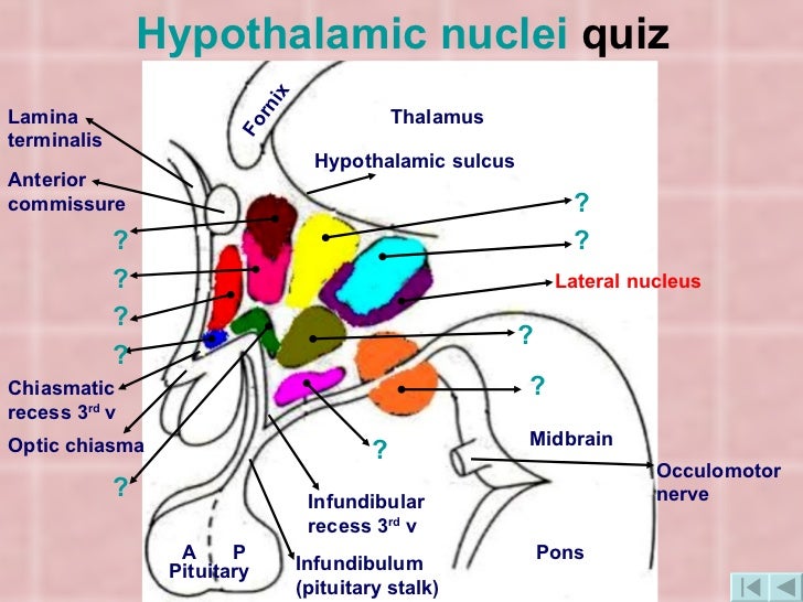 Hypothalamus 1
