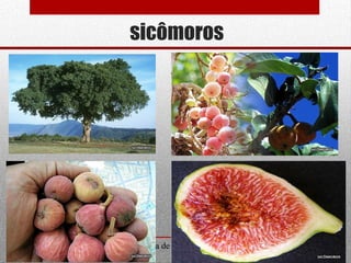 sicômoros
Departamento de Teologia da Assembleia de Deus de Caçapava-SP - Curso Básico
CETADEB
7
 