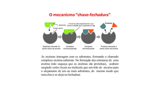 O mecanismo “chave-fechadura”
As enzimas interagem com os substratos, formando o chamado
complexo enzima-substrato. Na formação das estruturas de uma
enzima (não esqueça que as enzimas são proteínas), acabam
surgindo certos locais na molécula que servirão de encaixe para
o alojamento de um ou mais substratos, do mesmo modo que
uma chave se aloja na fechadura.
 