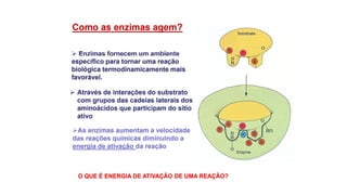 COMO FUNCIONAMAS ENZIMASO
mecanismo da ação enzimática pode ser
visualizado a partir de duas perspectivas
diferentes. A primeira aborda a catálise em
termos das alteraçõesde energia que ocorrem
durantea reação,ou seja, as enzimas
fornecem uma rotade reaçãoalternativa,
energeticamentefavorável,diferente da
reação não catalisada.A segunda perspectiva
descreve como o sítio ativo facilita
quimicamente a catálise
 
