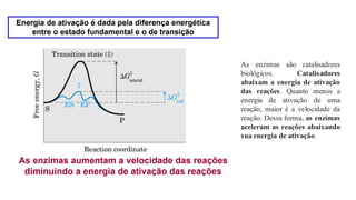 As enzimas são catalisadores
biológicos. Catalisadores
abaixam a energia de ativação
das reações. Quanto menos a
energia de ativação de uma
reação, maior é a velocidade da
reação. Dessa forma, as enzimas
aceleram as reações abaixando
sua energia de ativação.
 