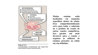 Muitas enzimas estão
localizadas em organelas
específicas dentro da célula.
Essa compartimentalização
serve para isolar o substrato
ou o produto da reação de
outras reações competitivas.
Isso garante um meio
favorável para a reação e
organiza as milhares de
enzimas presentes na célula
em vias definidas.
 