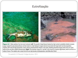 Eutrofização
Fernanda de S.F.Pimentel - Estágio docência - 2013
 