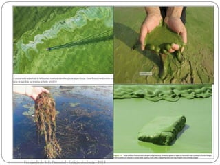 Fernanda de S.F.Pimentel - Estágio docência - 2013
 