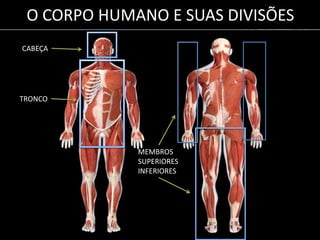Anatomia do Corpo Humano | PPTX
