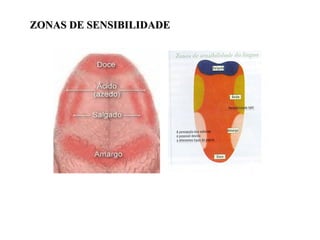 ZONAS DE SENSIBILIDADE 