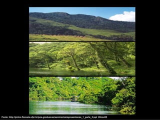 Fonte: http://pinho.floresta.ufpr.br/pos-graduacao/seminarios/apresentacao_1_parte_3.ppt 20nov05
 