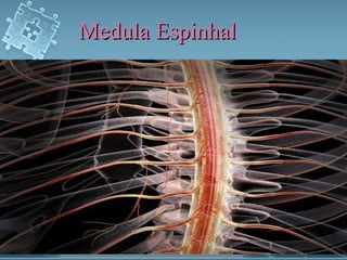 Medula Espinhal
 