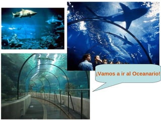 ¡Vamos a ir al Oceanario!
 