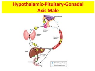 Hypothalamic-Pituitary-Gonadal
Axis Male
 