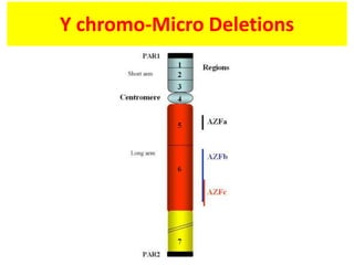 Y chromo-Micro Deletions
 