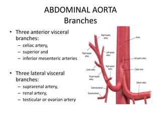 2 b. ABDOMINAL AORTA1.ppt