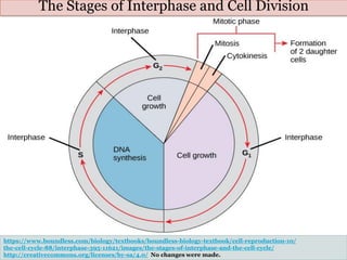2b. Mitosis - PowerPoint.pdf